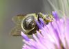 Osmia sp.